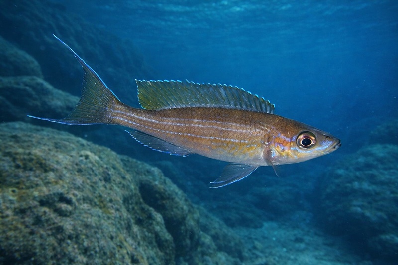 Paracyprichromis brieni 'Lusingu'